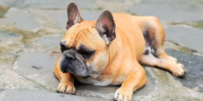 French Inheritance Law: Forced Heirship and EU Rules 2026 — french inheritance law