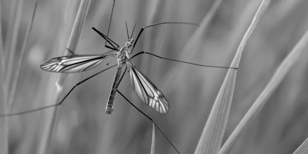Insecte aux longues pattes sur une tige d'herbe — moucherons